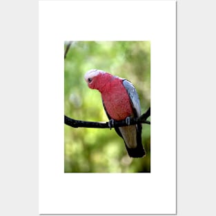 Galah Posters and Art